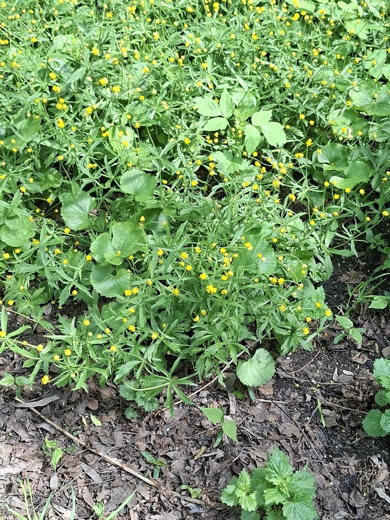 Ranunculus cassubicus photo 4