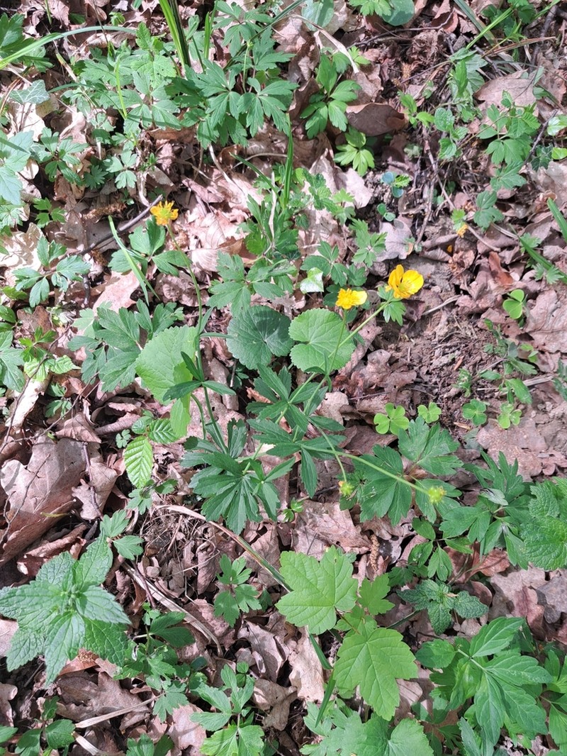 Ranunculus cassubicus photo 5