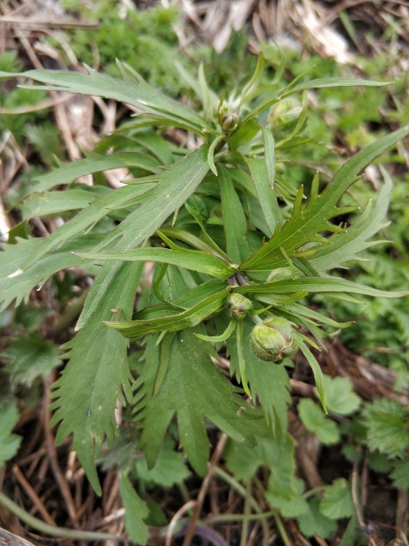 Ranunculus cassubicus photo 6