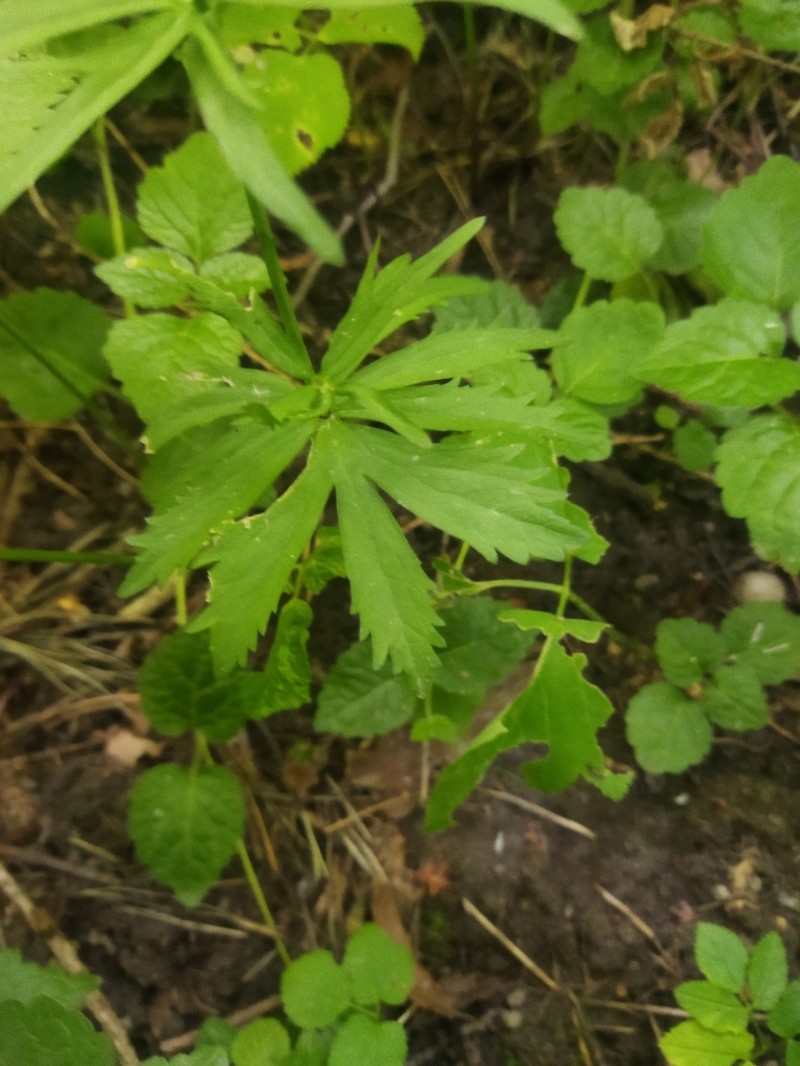 Ranunculus cassubicus photo 7