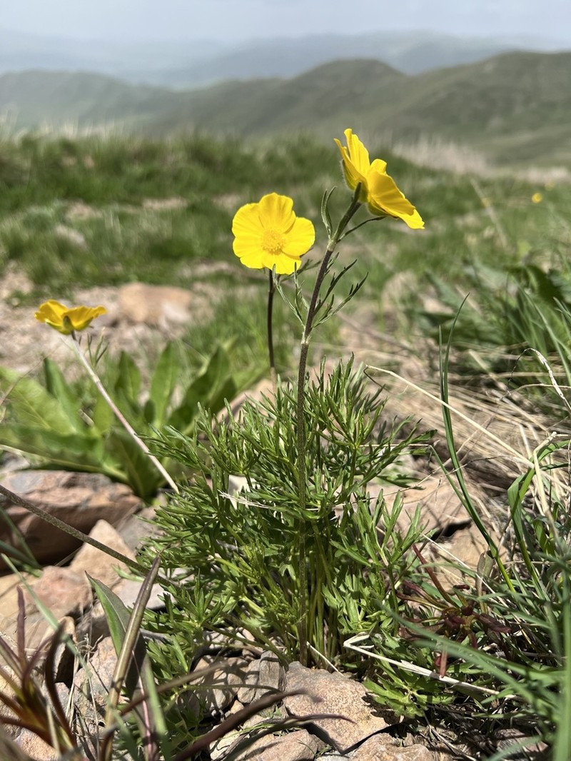 Ranunculus caucasicus photo 2