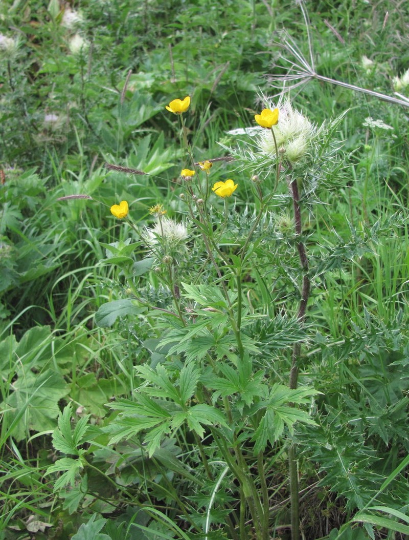 Ranunculus caucasicus photo 3