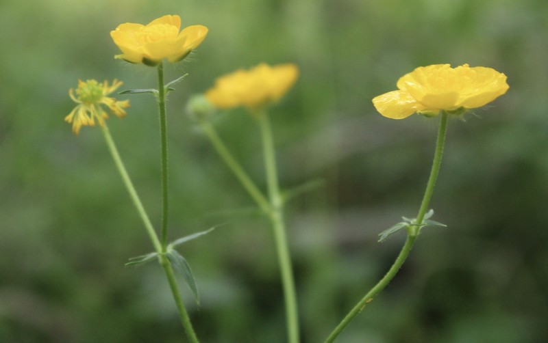 Ranunculus caucasicus photo 5