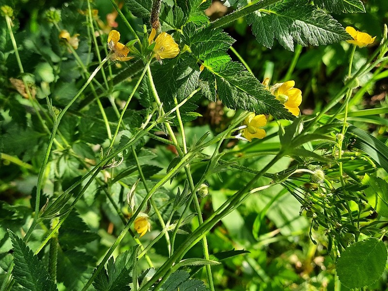 Ranunculus caucasicus photo 6