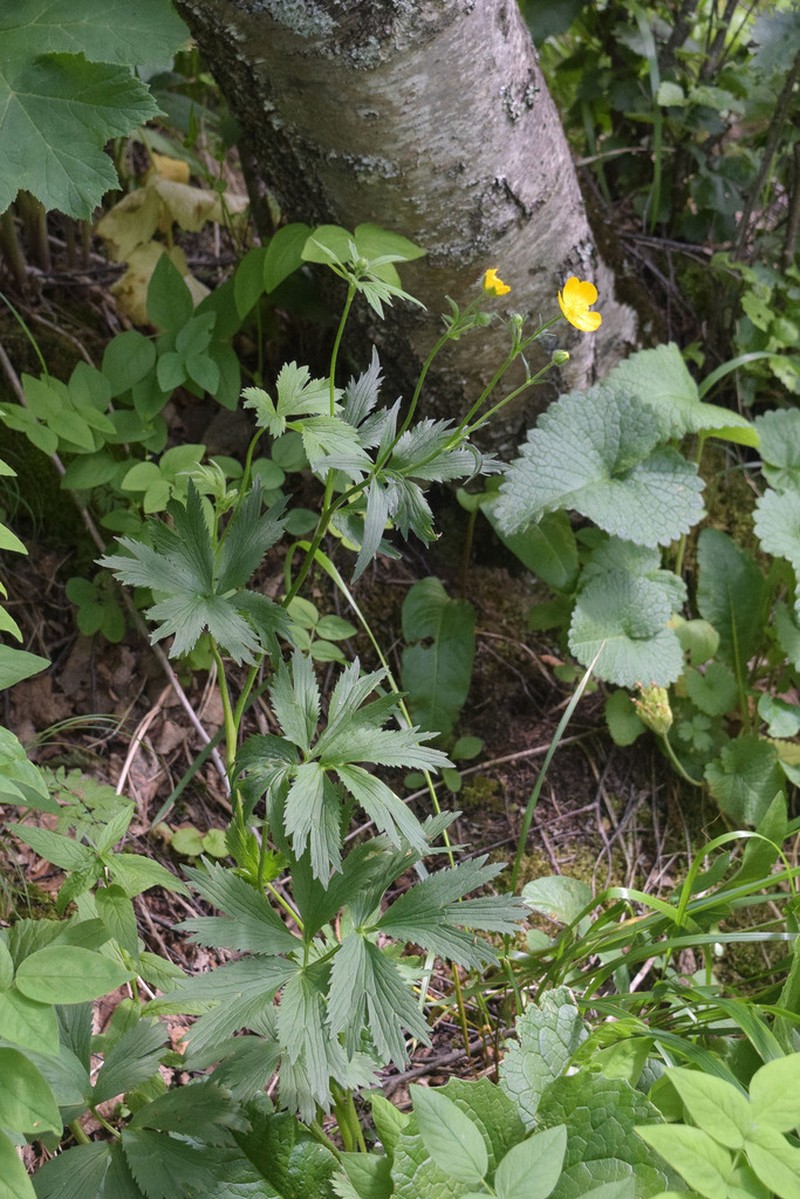 Ranunculus caucasicus photo 7