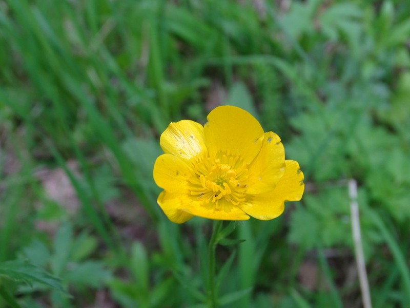 Ranunculus caucasicus photo 8