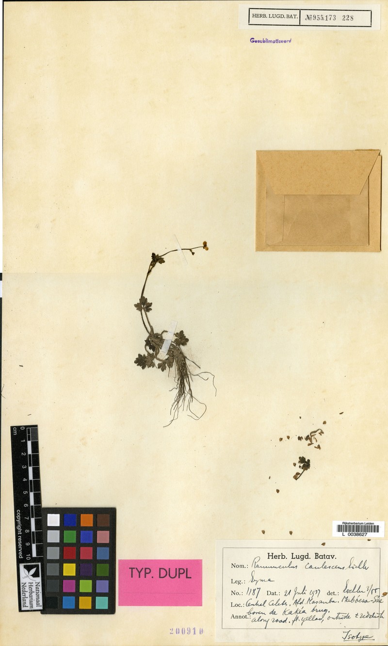 Ranunculus caulescens