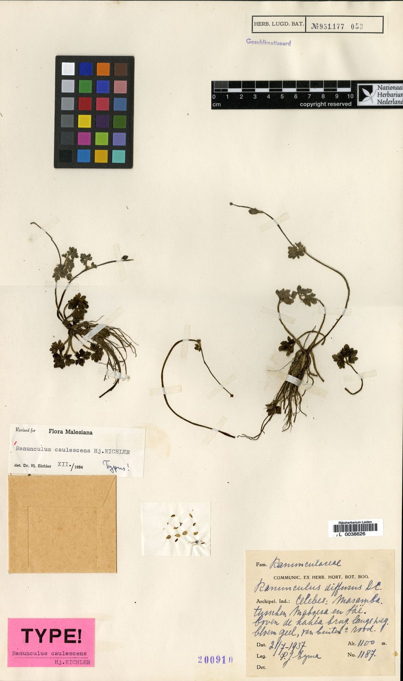 Ranunculus caulescens photo 2