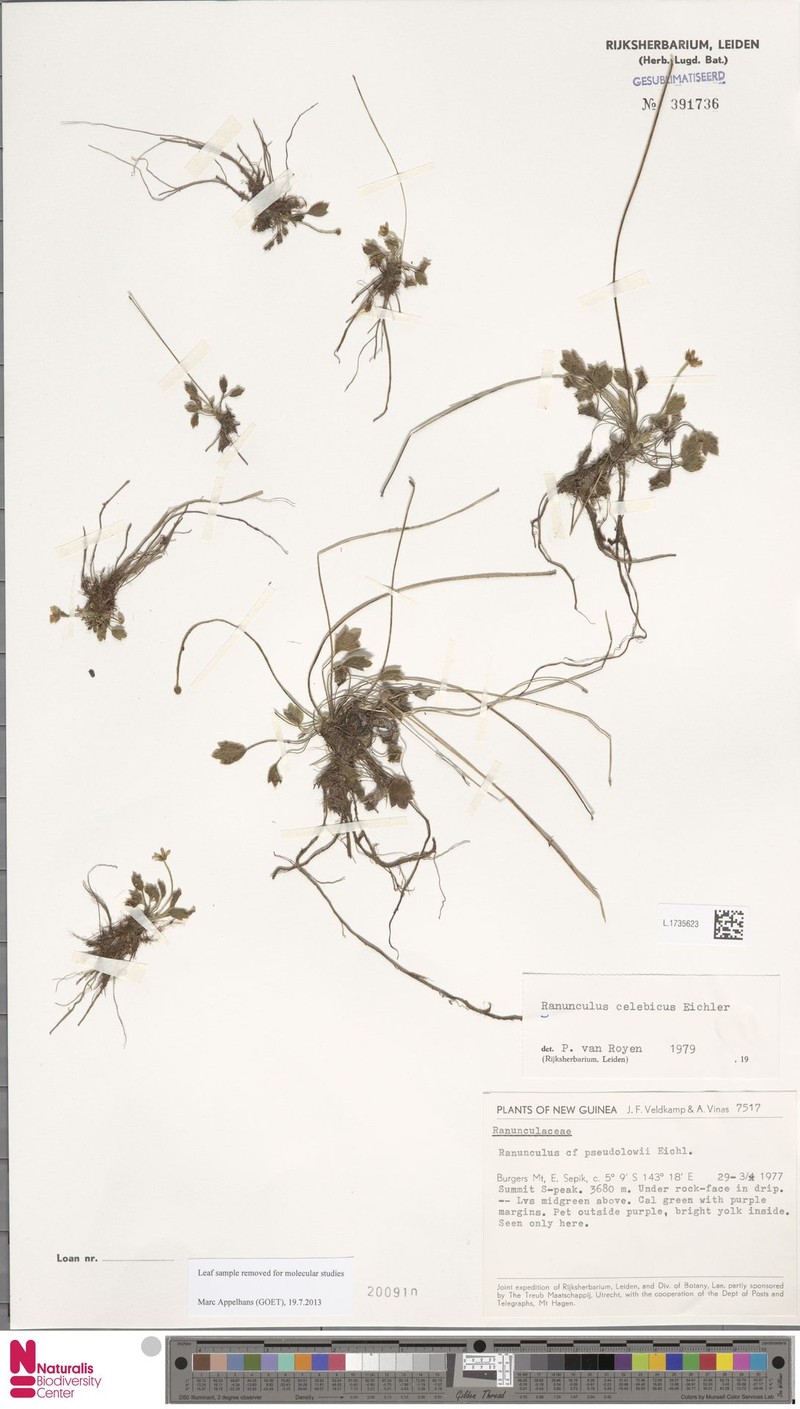 Ranunculus celebicus