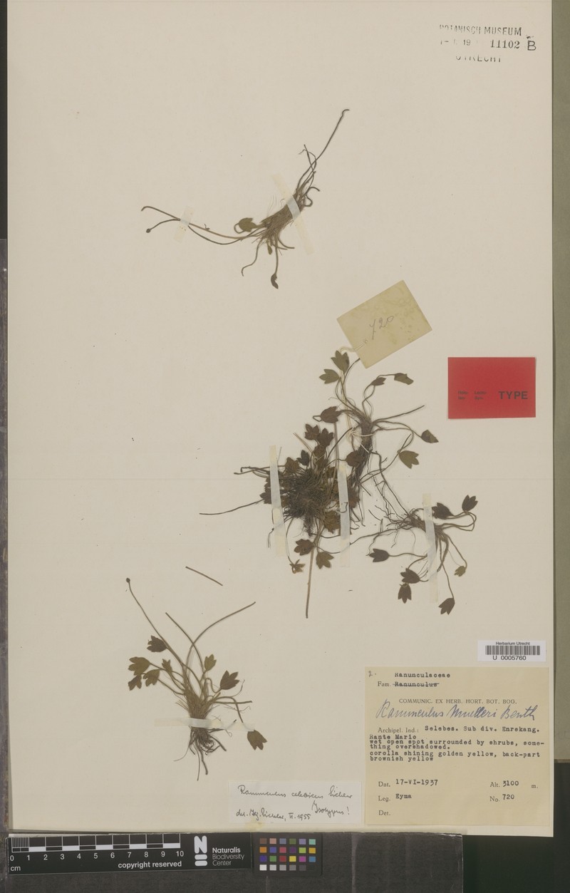 Ranunculus celebicus photo 3