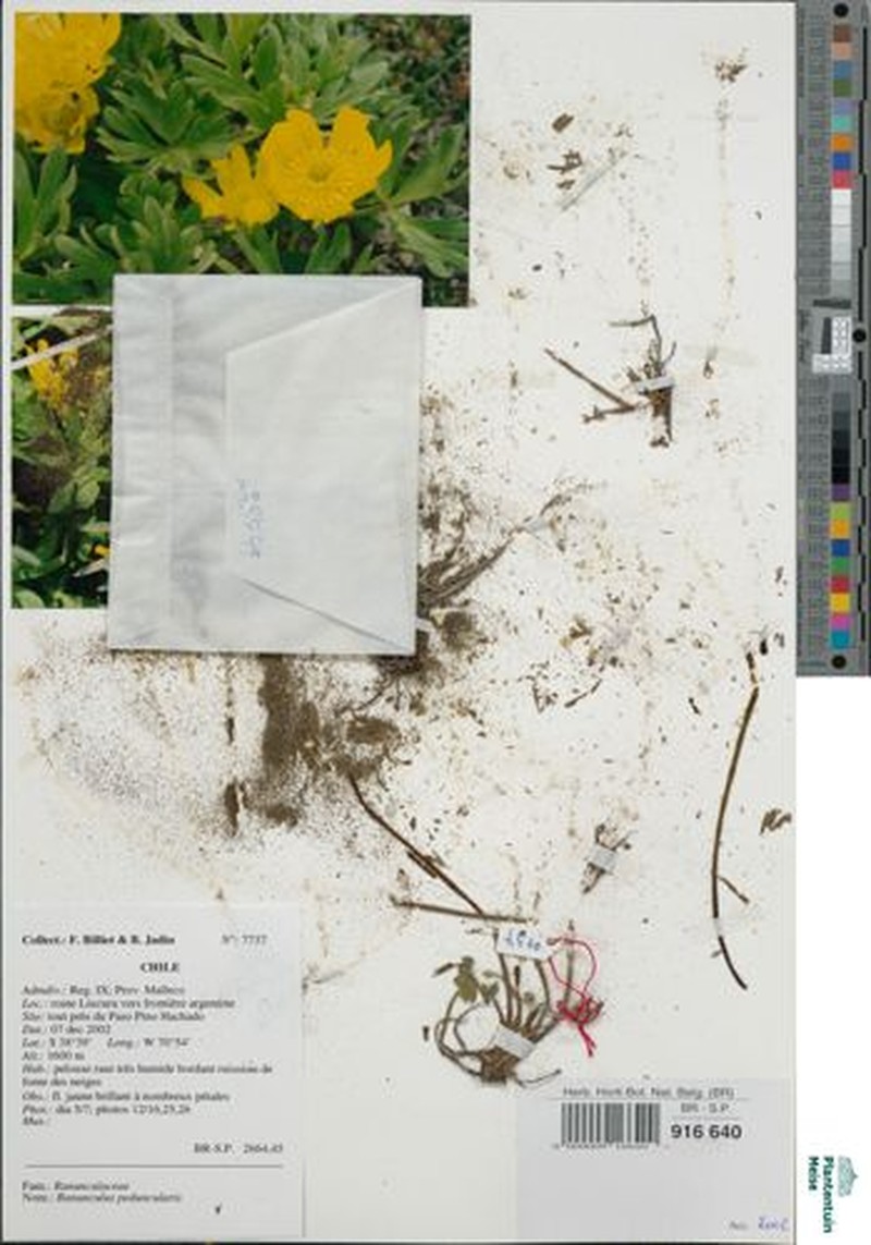 Ranunculus chaerophyllos