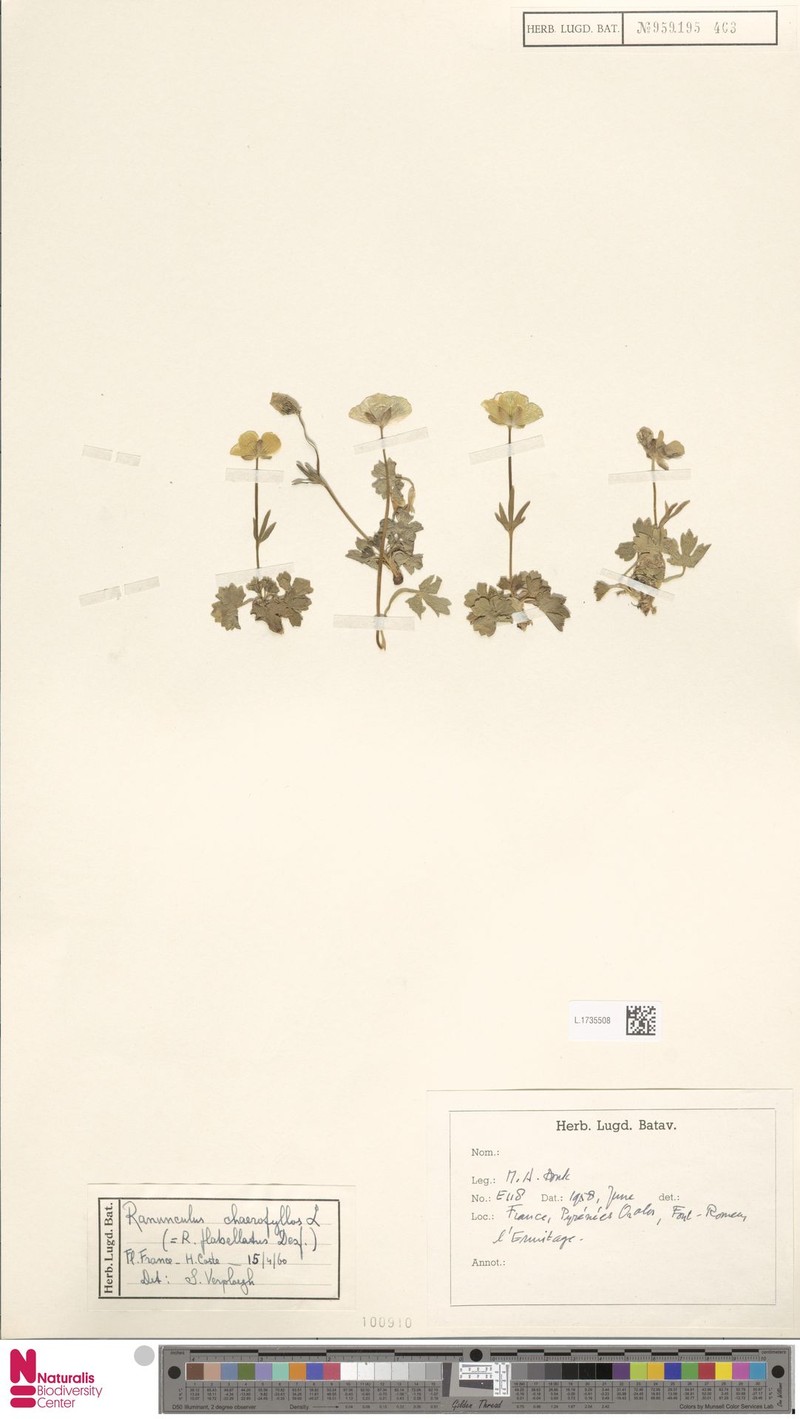 Ranunculus chaerophyllos photo 3