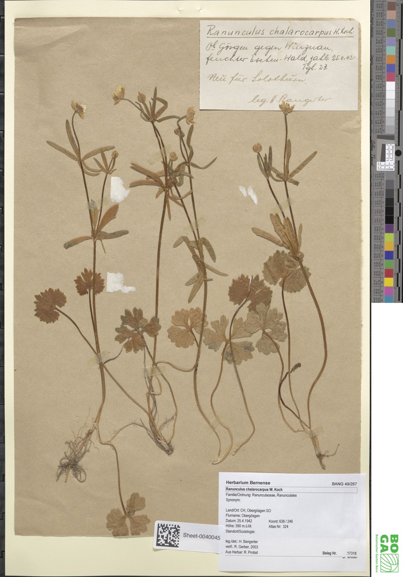 Ranunculus chalarocarpus