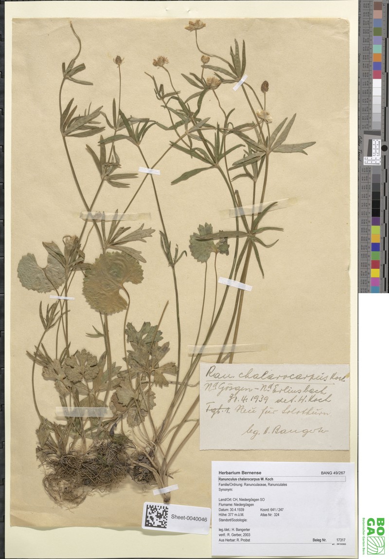Ranunculus chalarocarpus photo 2