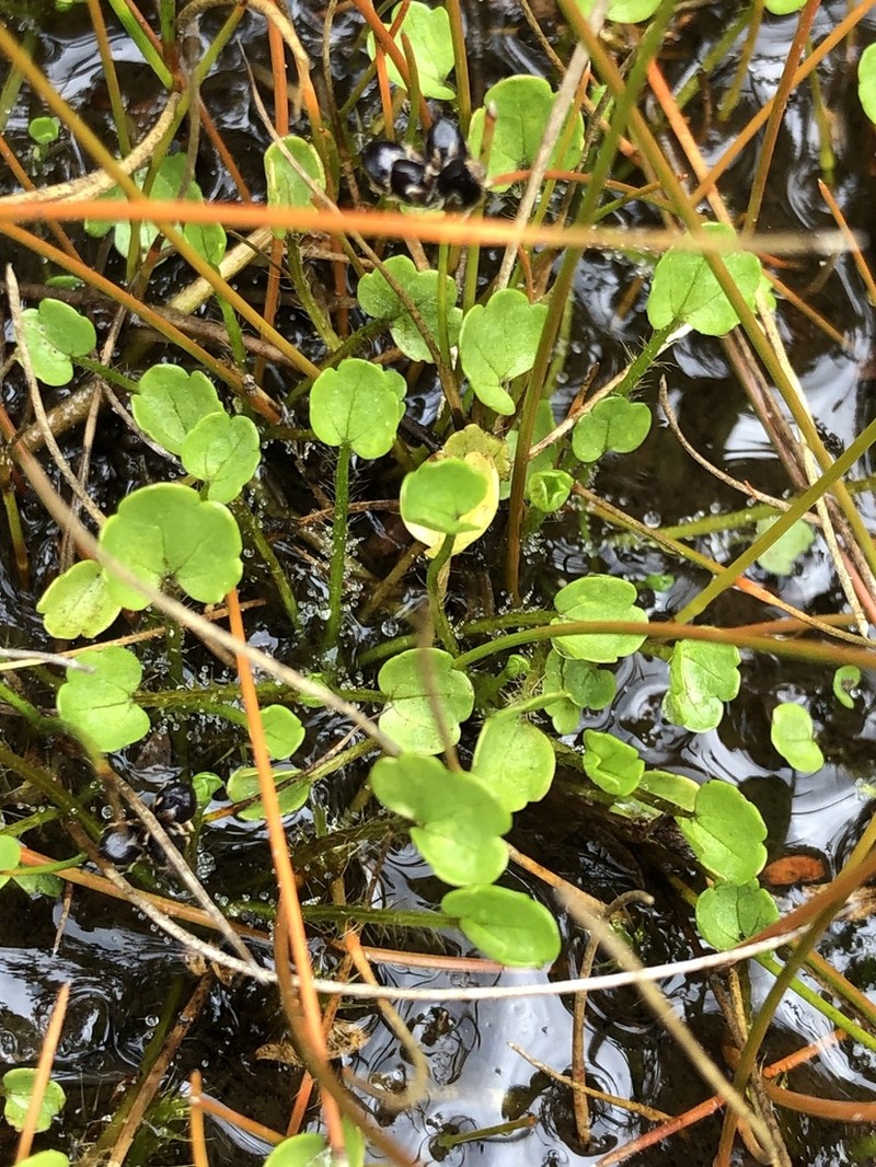 Ranunculus cheesemanii