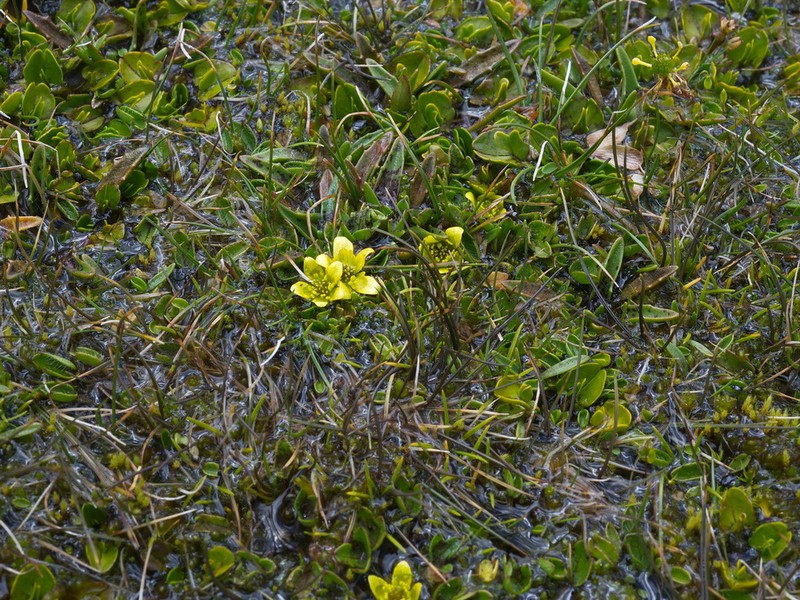 Ranunculus cheesemanii photo 2