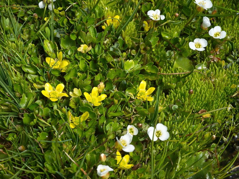 Ranunculus cheesemanii photo 3