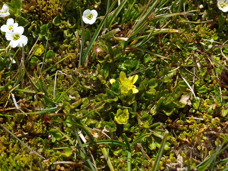 Ranunculus cheesemanii photo 7