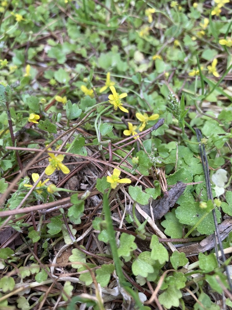 Ranunculus cheirophyllus