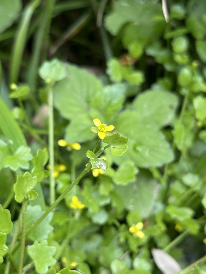 Ranunculus cheirophyllus photo 2