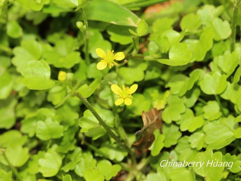 Ranunculus cheirophyllus photo 3
