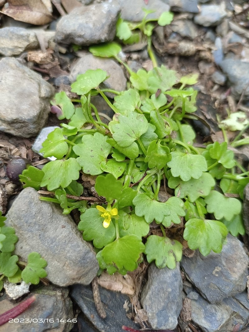 Ranunculus cheirophyllus photo 4