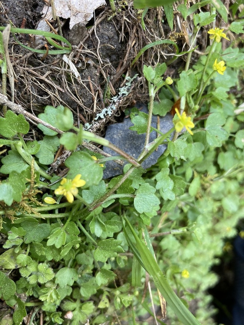 Ranunculus cheirophyllus photo 5