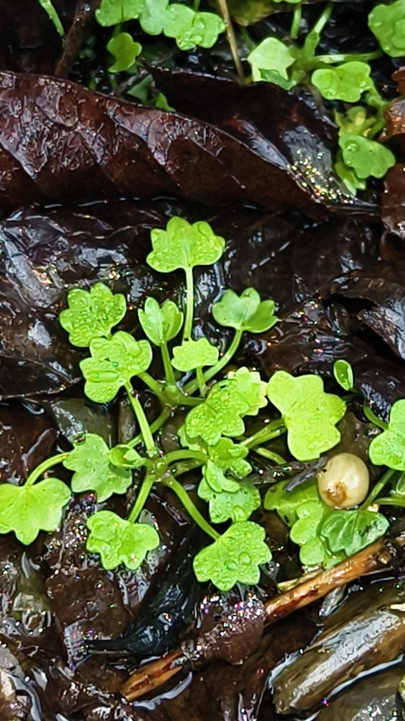 Ranunculus cheirophyllus photo 7