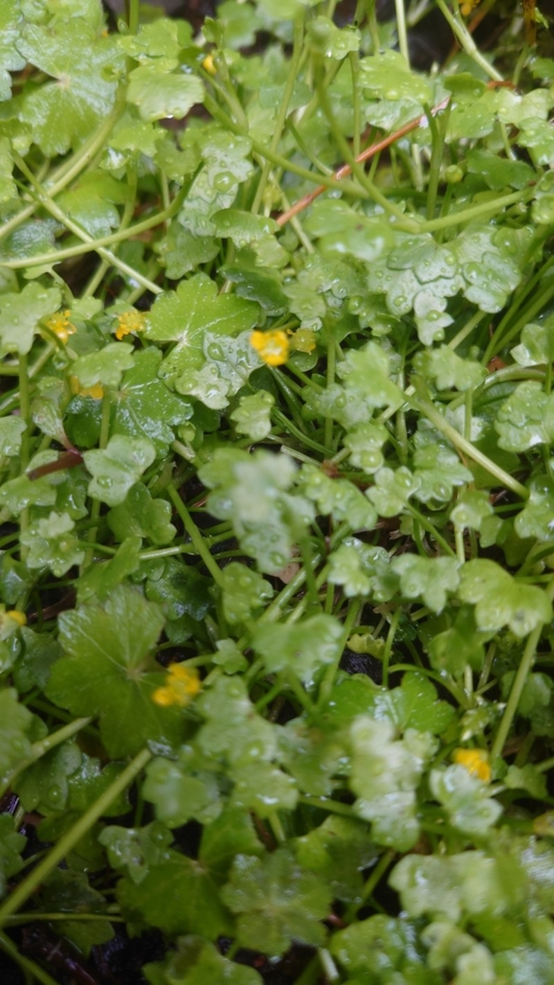 Ranunculus cheirophyllus photo 8