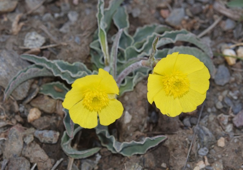 Ranunculus cherubicus