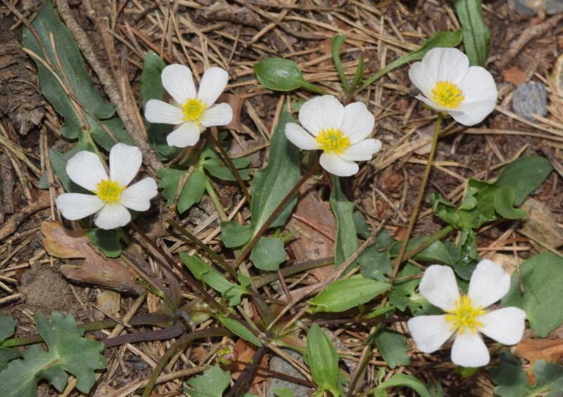 Ranunculus cherubicus photo 2