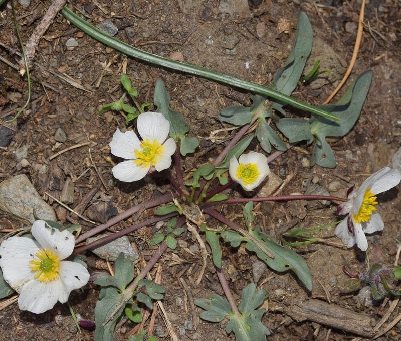 Ranunculus cherubicus photo 3