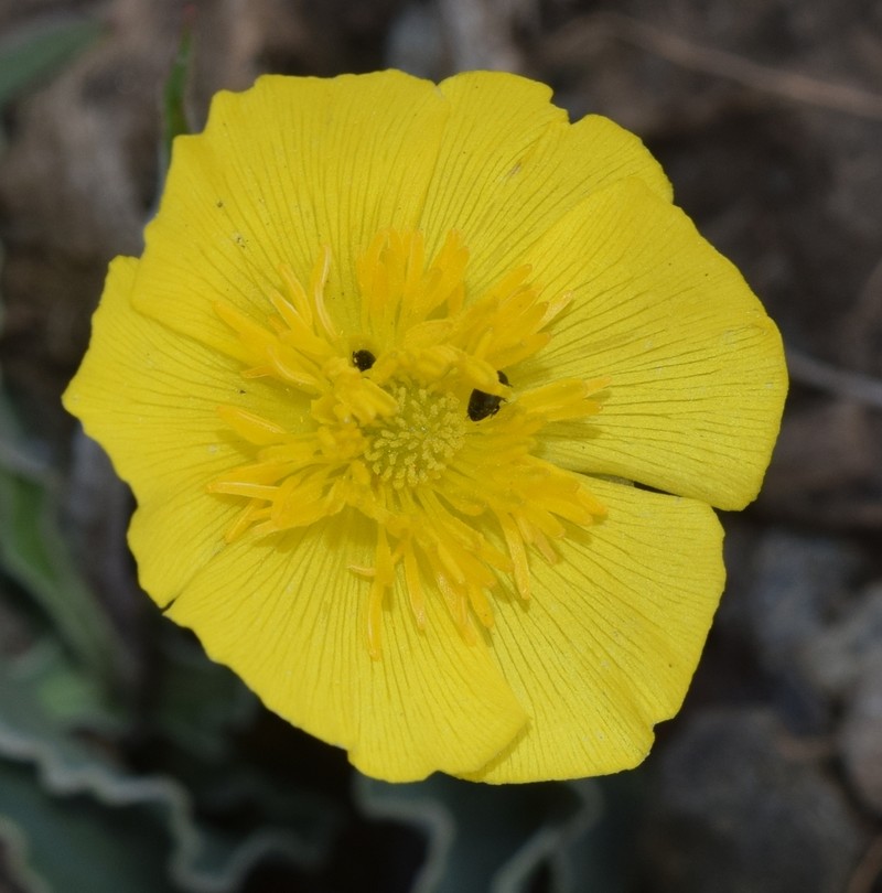 Ranunculus cherubicus photo 4