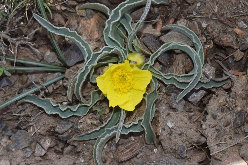 Ranunculus cherubicus photo 5