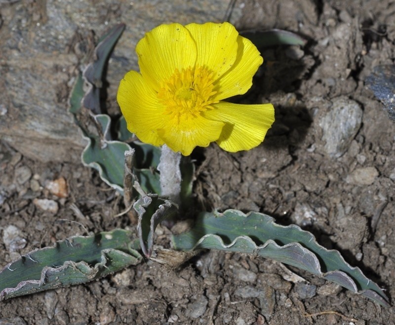 Ranunculus cherubicus photo 6