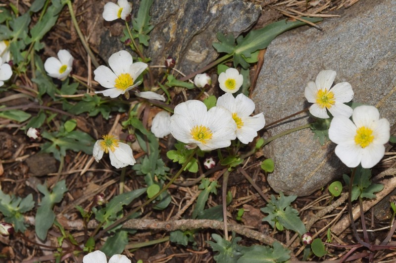 Ranunculus cherubicus photo 7