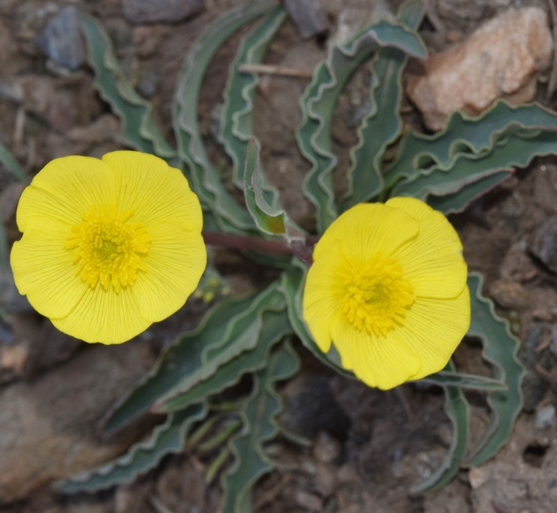 Ranunculus cherubicus photo 8