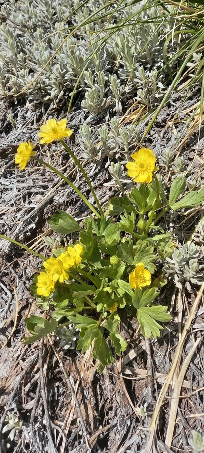 Ranunculus chilensis