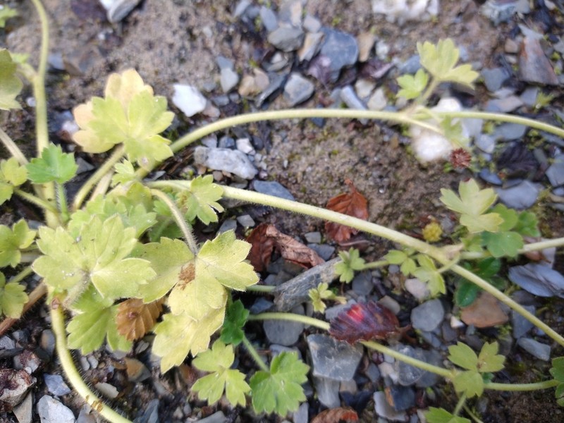 Ranunculus chilensis photo 2