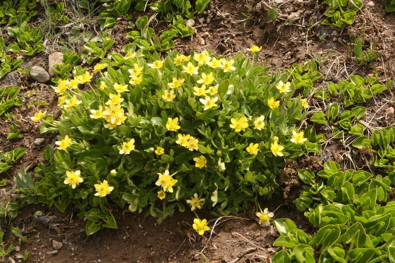 Ranunculus chilensis photo 3