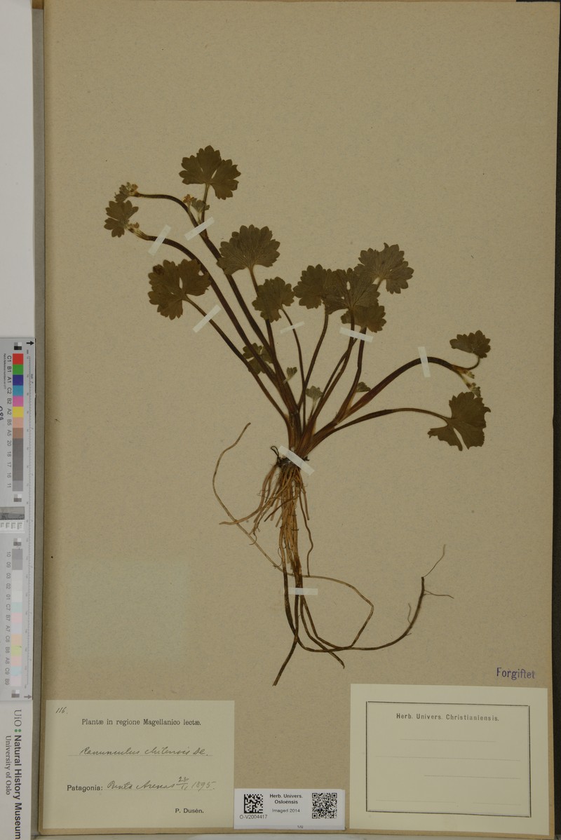 Ranunculus chilensis photo 4