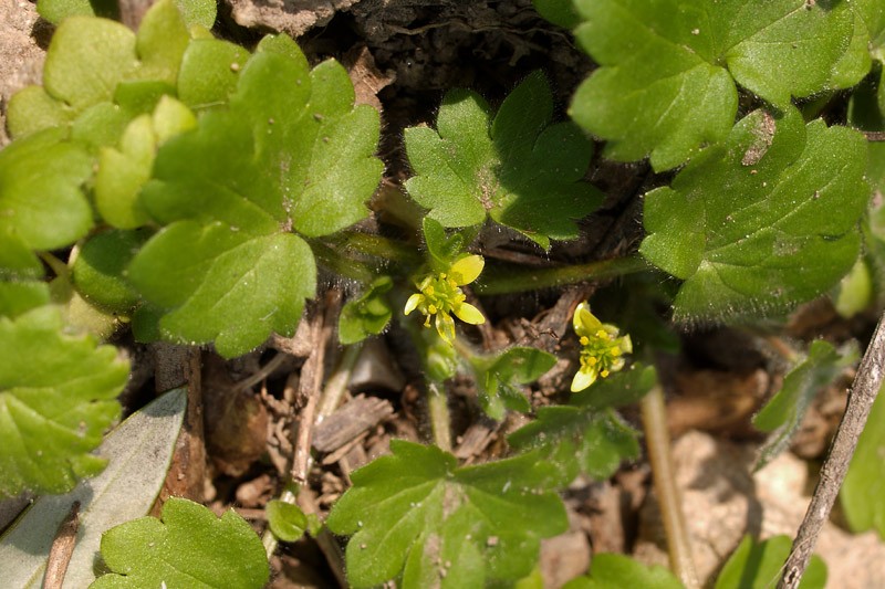 Ranunculus chius