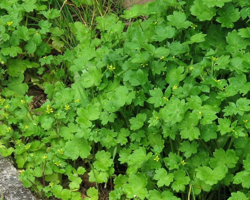 Ranunculus chius photo 2