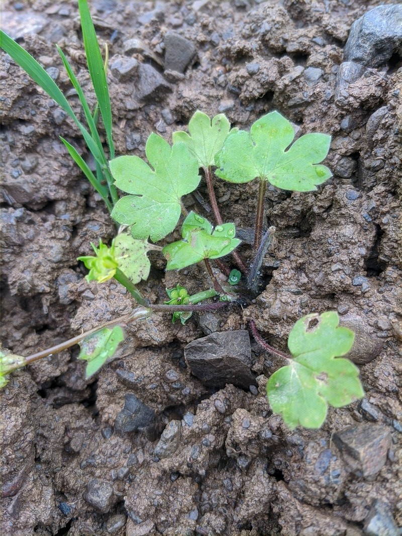 Ranunculus chius photo 3