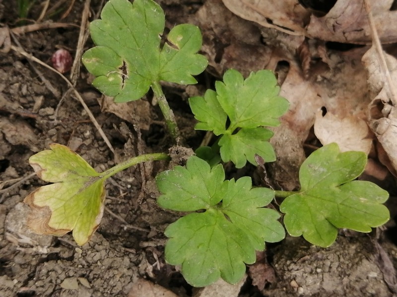 Ranunculus chius photo 4