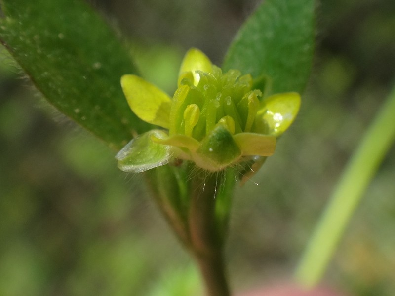 Ranunculus chius photo 5