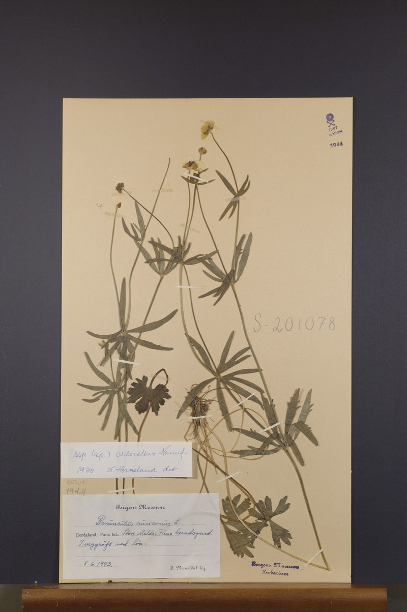 Ranunculus chlorellus