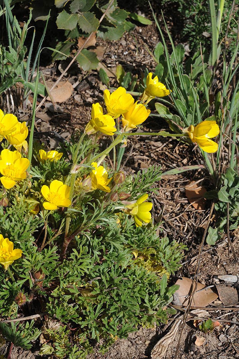 Ranunculus chondrodes