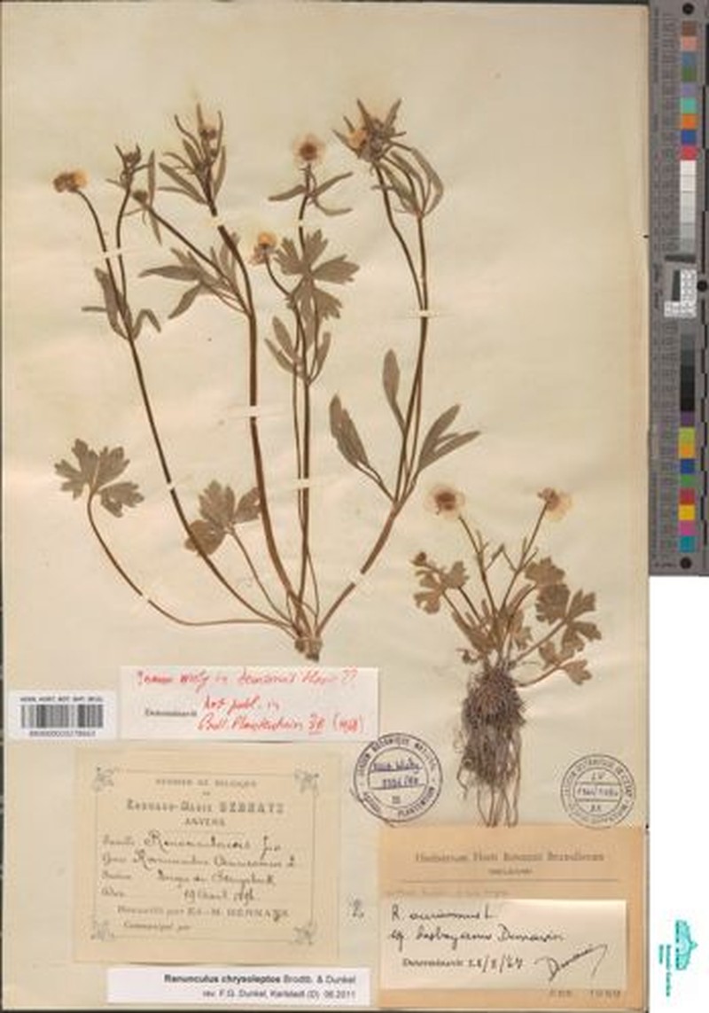 Ranunculus chrysoleptos