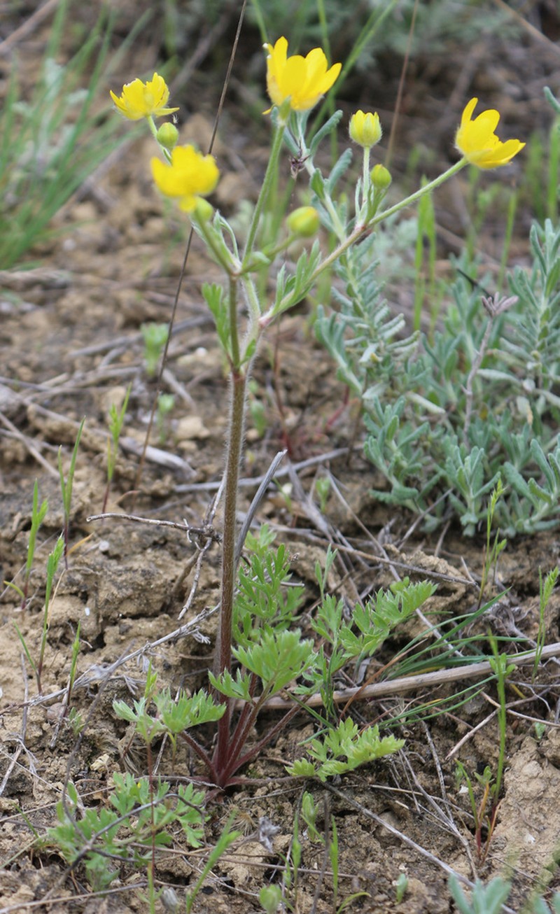 Ranunculus cicutarius photo 2